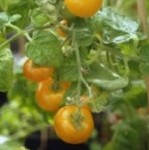 Tomato: Gold Nugget